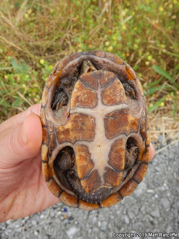 Eastern Musk Turtle (Sternotherus odoratus)