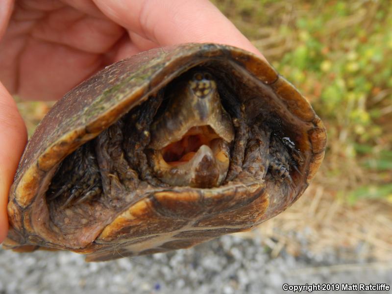 Eastern Musk Turtle (Sternotherus odoratus)