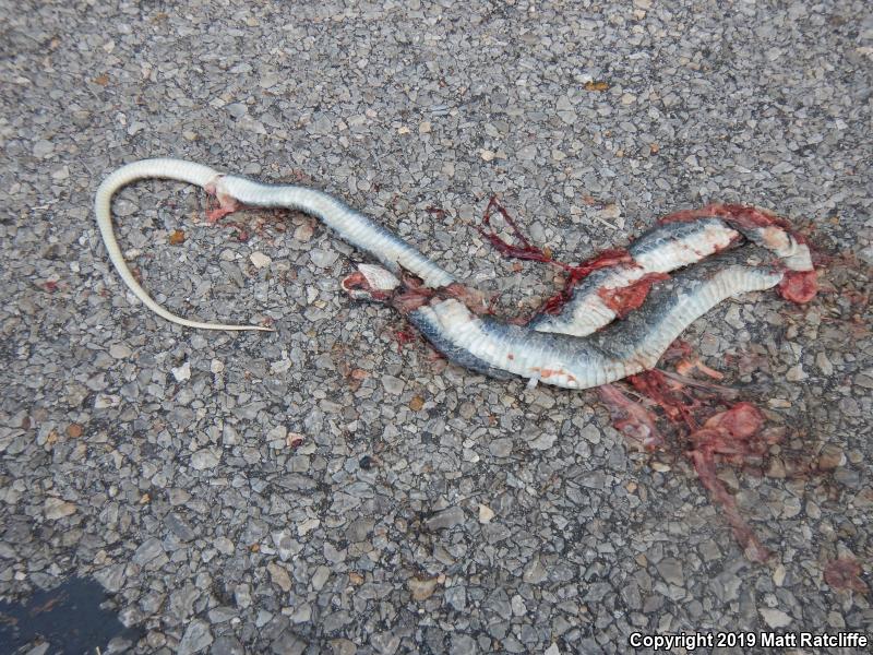 Southern Black Racer (Coluber constrictor priapus)