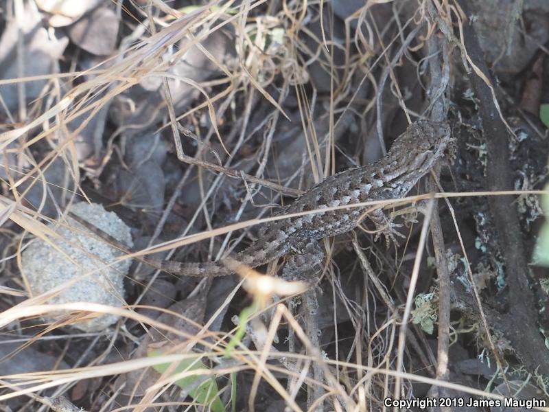 Coast Range Fence Lizard (Sceloporus occidentalis bocourtii)