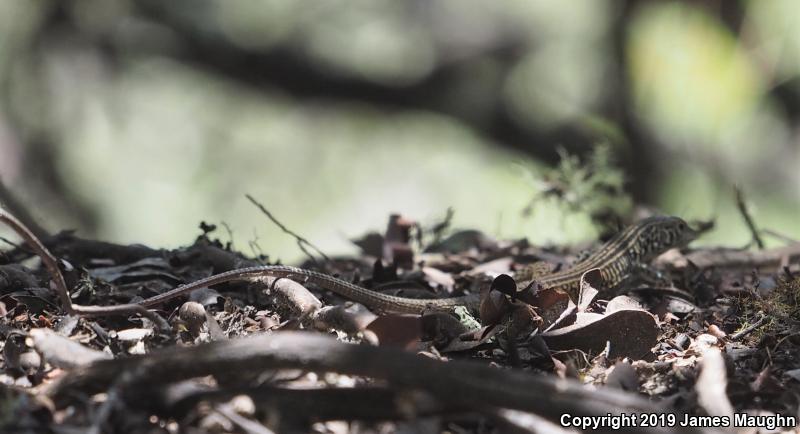 California Whiptail (Aspidoscelis tigris munda)