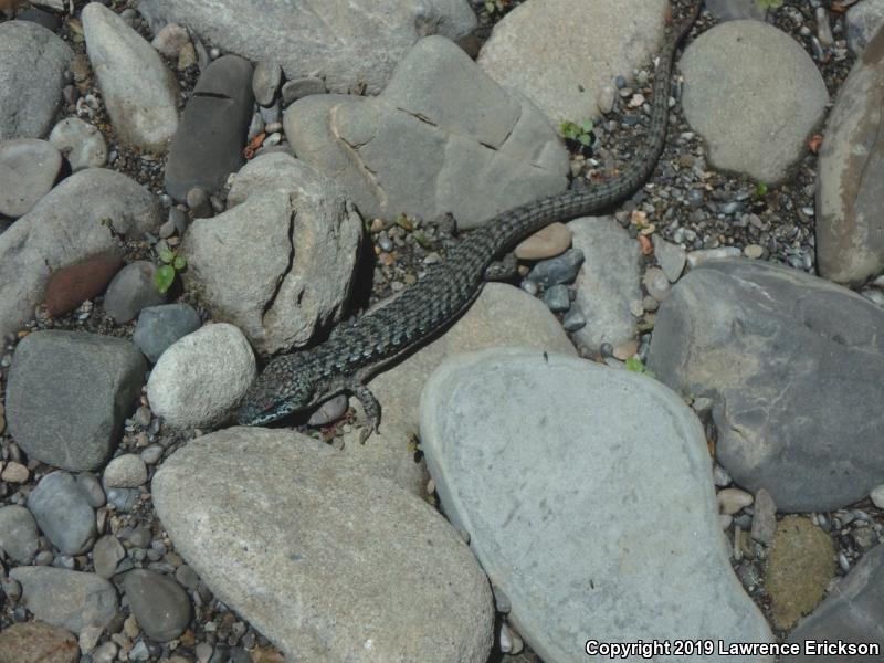 San Francisco Alligator Lizard (Elgaria coerulea coerulea)