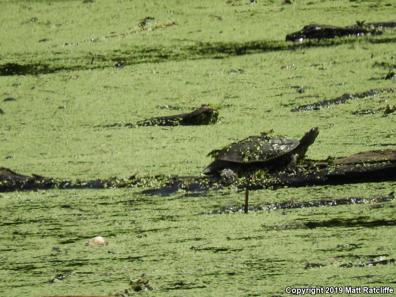 False Map Turtle (Graptemys pseudogeographica pseudogeographica)