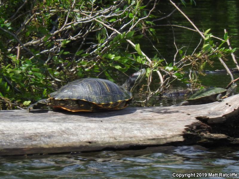 False Map Turtle (Graptemys pseudogeographica pseudogeographica)