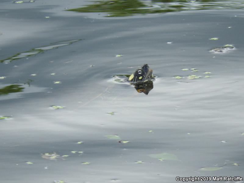 Ouachita Map Turtle (Graptemys ouachitensis ouachitensis)