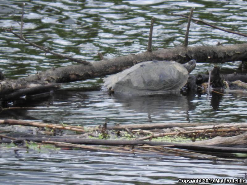 False Map Turtle (Graptemys pseudogeographica pseudogeographica)