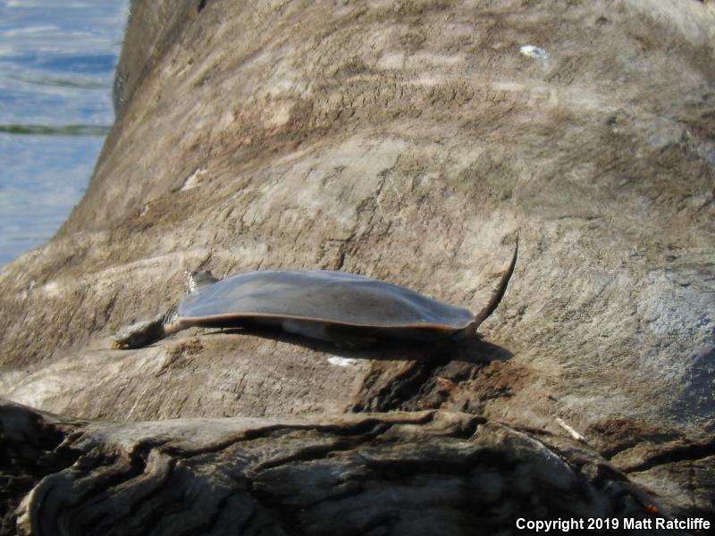 Midland Smooth Softshell (Apalone mutica mutica)