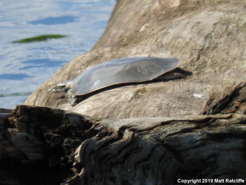 Midland Smooth Softshell (Apalone mutica mutica)