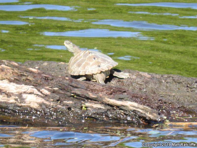 False Map Turtle (Graptemys pseudogeographica pseudogeographica)