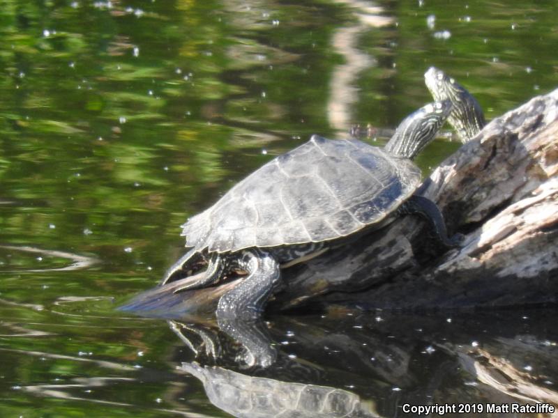 Ouachita Map Turtle (Graptemys ouachitensis ouachitensis)