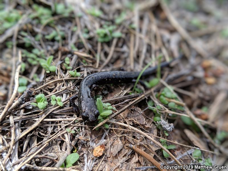 Kern Plateau Salamander (Batrachoseps robustus)