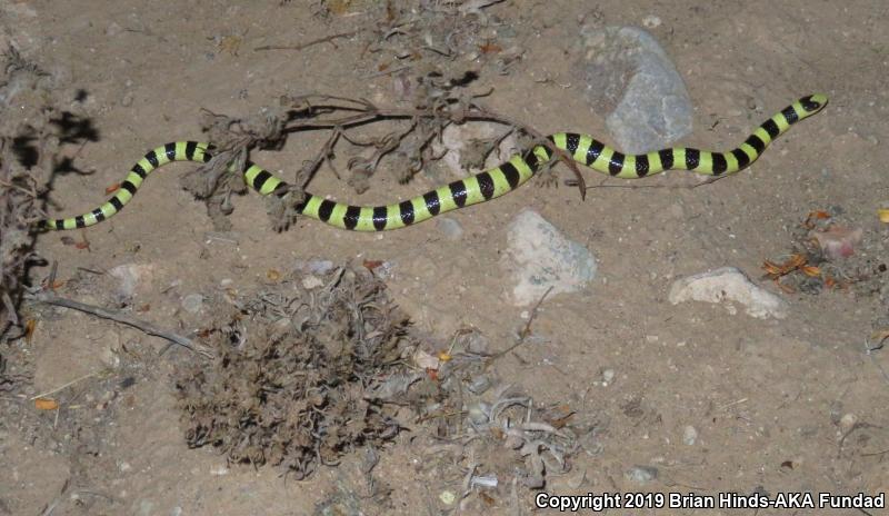 Western Shovel-nosed Snake (Chionactis occipitalis)