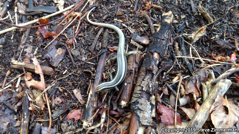 Gilbert's Skink (Plestiodon gilberti)