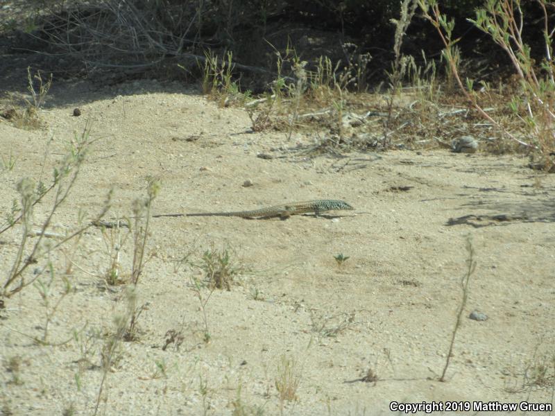 Great Basin Whiptail (Aspidoscelis tigris tigris)