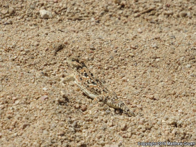 Southern Desert Horned Lizard (Phrynosoma platyrhinos calidiarum)