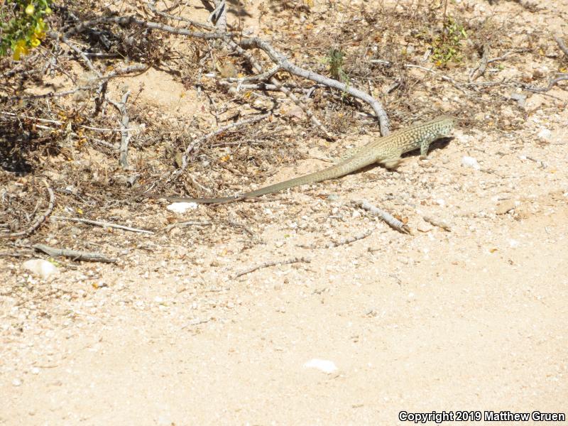 Great Basin Whiptail (Aspidoscelis tigris tigris)