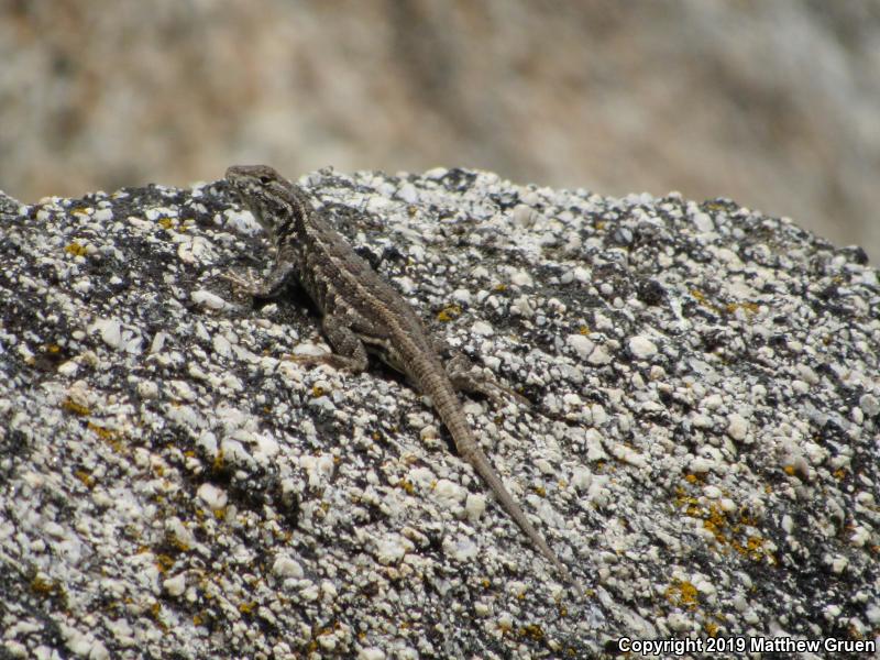 Western Sagebrush Lizard (Sceloporus graciosus gracilis)