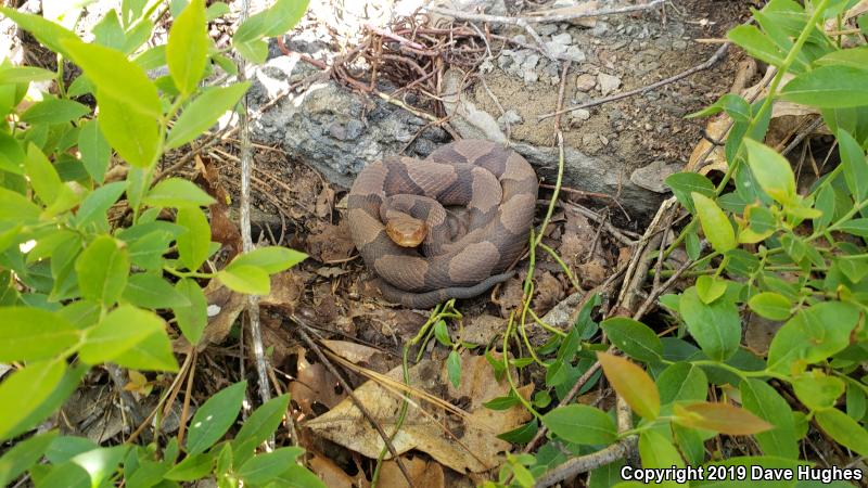 Northern  Copperhead (Agkistrodon contortrix mokasen)