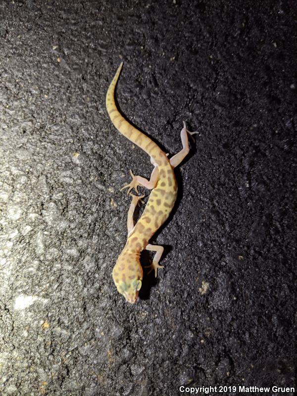 Desert Banded Gecko (Coleonyx variegatus variegatus)