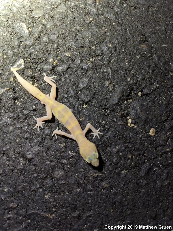 Desert Banded Gecko (Coleonyx variegatus variegatus)