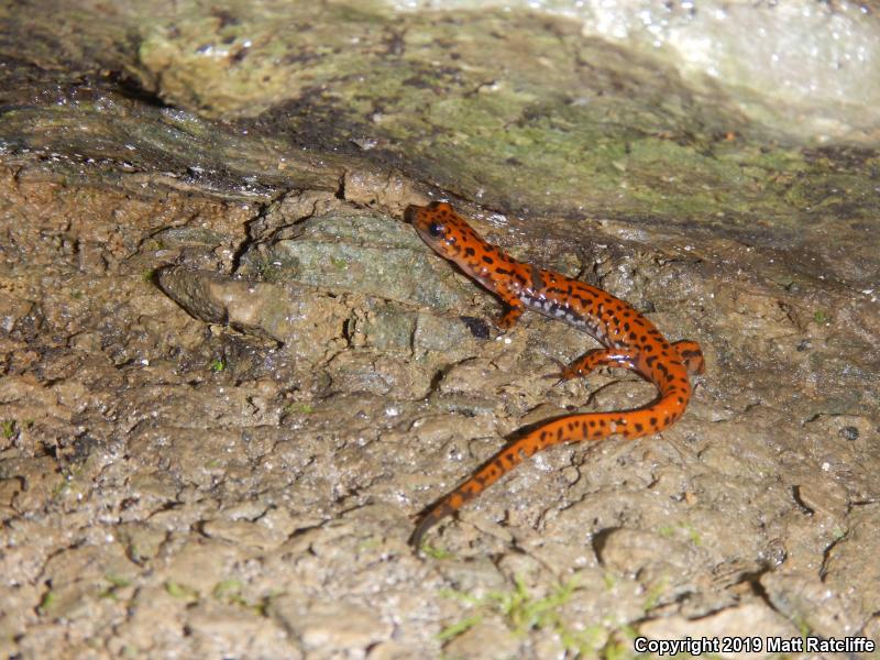 Cave Salamander (Eurycea lucifuga)