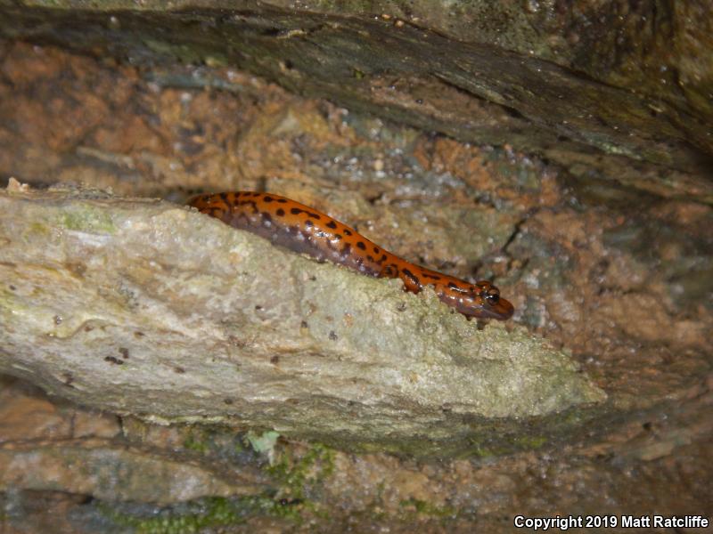 Cave Salamander (Eurycea lucifuga)