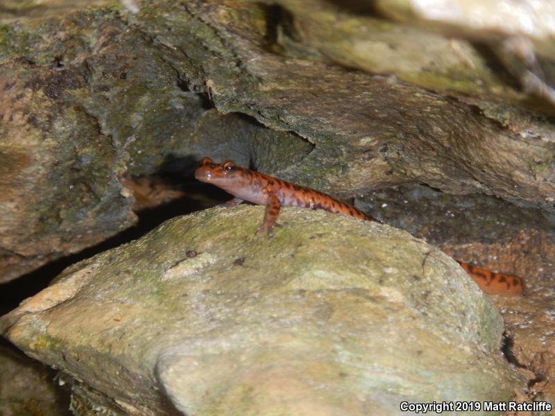 Cave Salamander (Eurycea lucifuga)