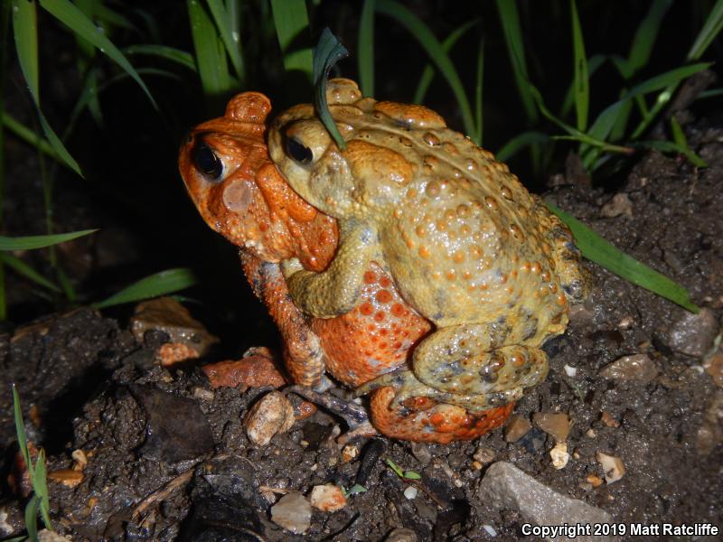 Dwarf American Toad (Anaxyrus americanus charlesmithi)