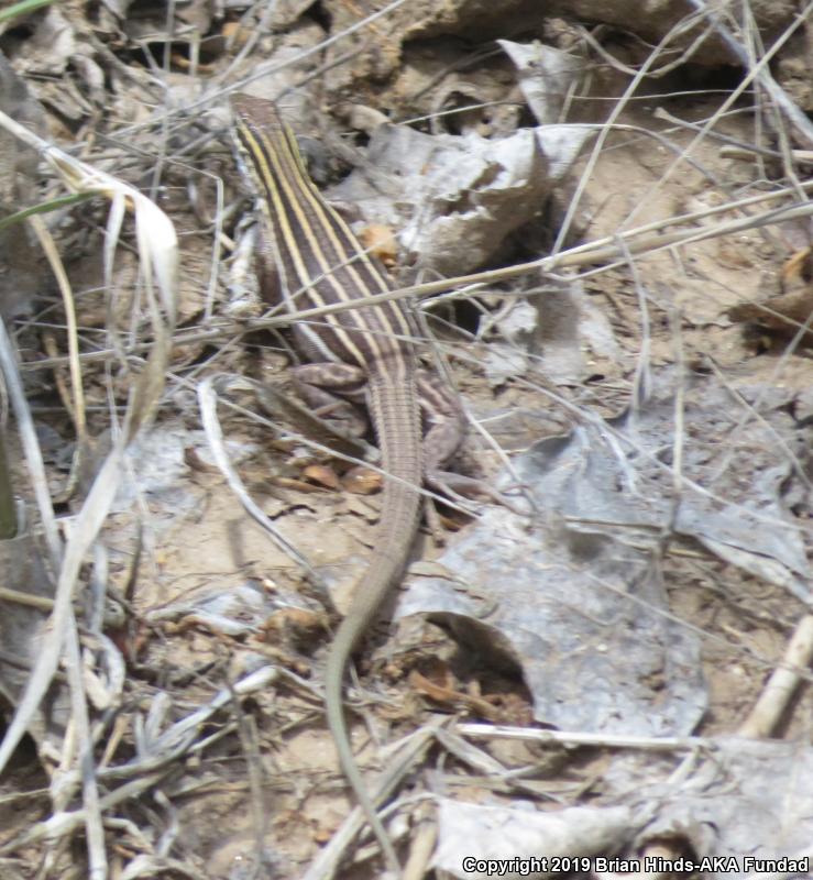 Gila Spotted Whiptail (Aspidoscelis flagellicauda)