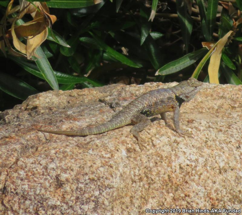 Desert Spiny Lizard (Sceloporus magister)