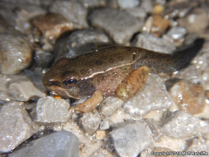 Southern Leopard Frog (Lithobates sphenocephalus utricularius)