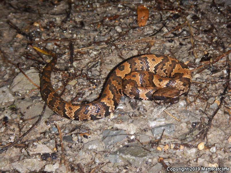 Western Cottonmouth (Agkistrodon piscivorus leucostoma)