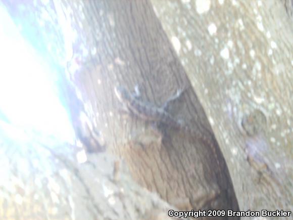 Texas Tree Lizard (Urosaurus ornatus ornatus)