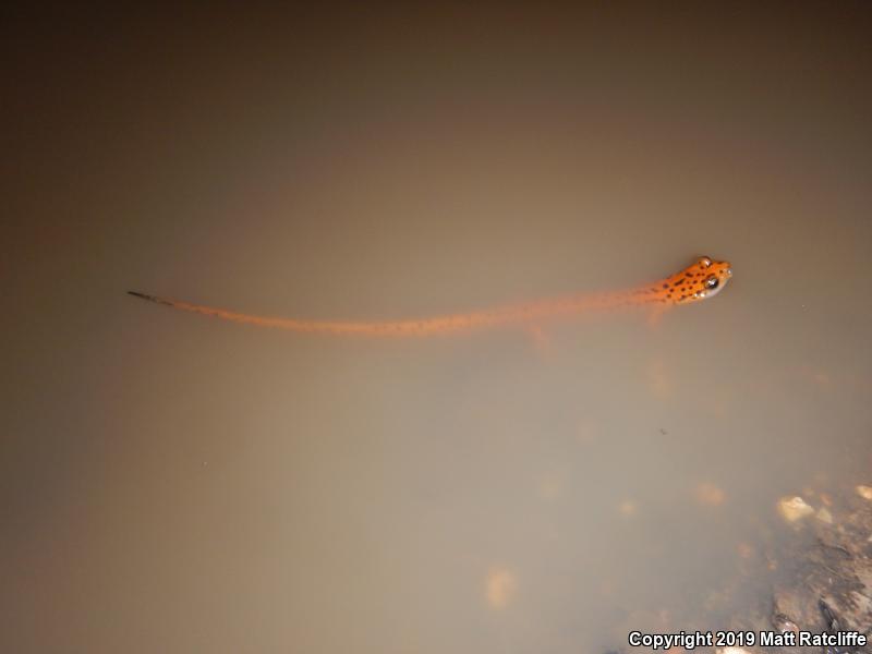 Cave Salamander (Eurycea lucifuga)