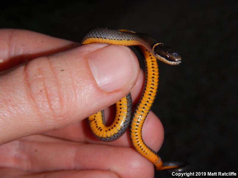 Mississippi Ring-necked Snake (Diadophis punctatus stictogenys)