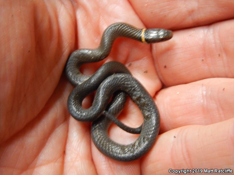 Mississippi Ring-necked Snake (Diadophis punctatus stictogenys)