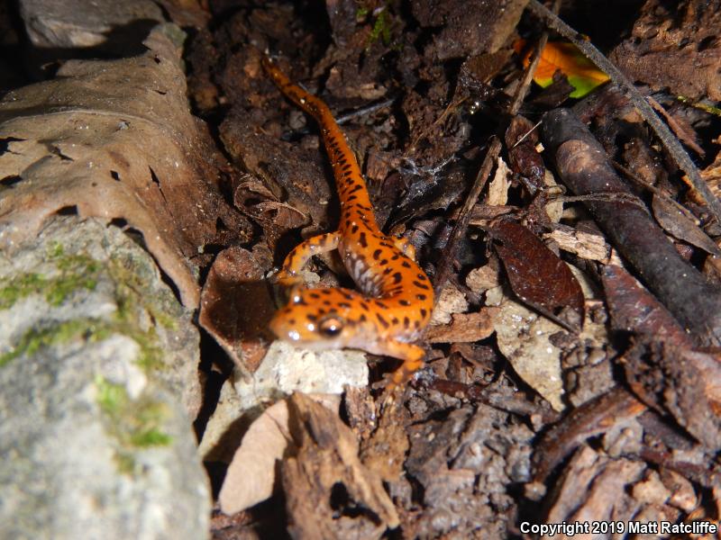 Cave Salamander (Eurycea lucifuga)