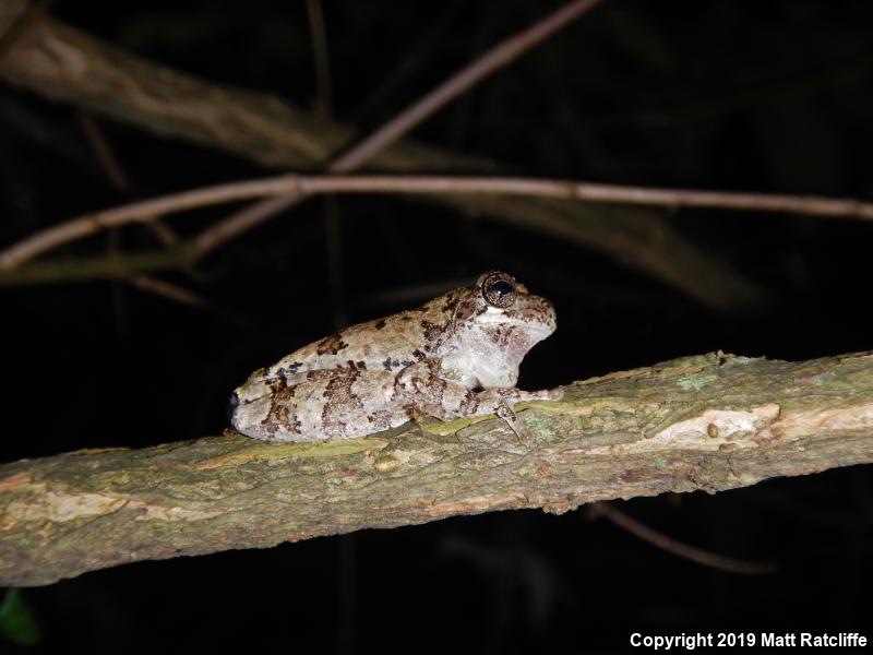 Bird-voiced Treefrog (Hyla avivoca)