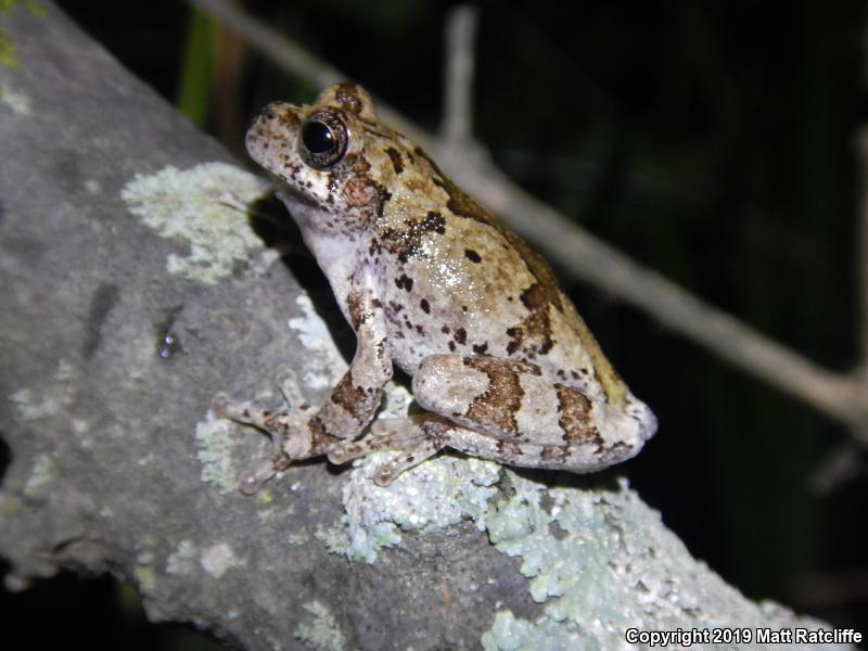 Bird-voiced Treefrog (Hyla avivoca)