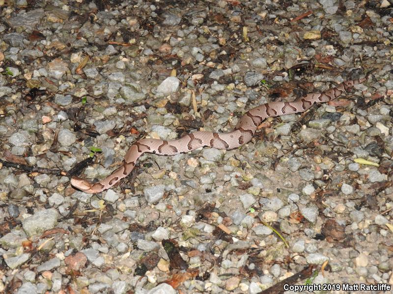 Northern  Copperhead (Agkistrodon contortrix mokasen)