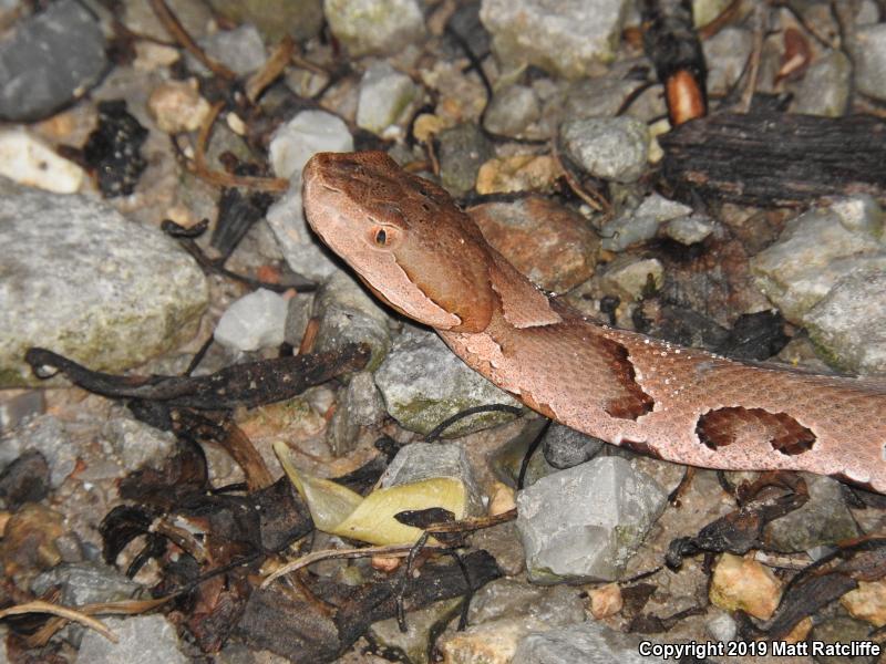 Northern  Copperhead (Agkistrodon contortrix mokasen)