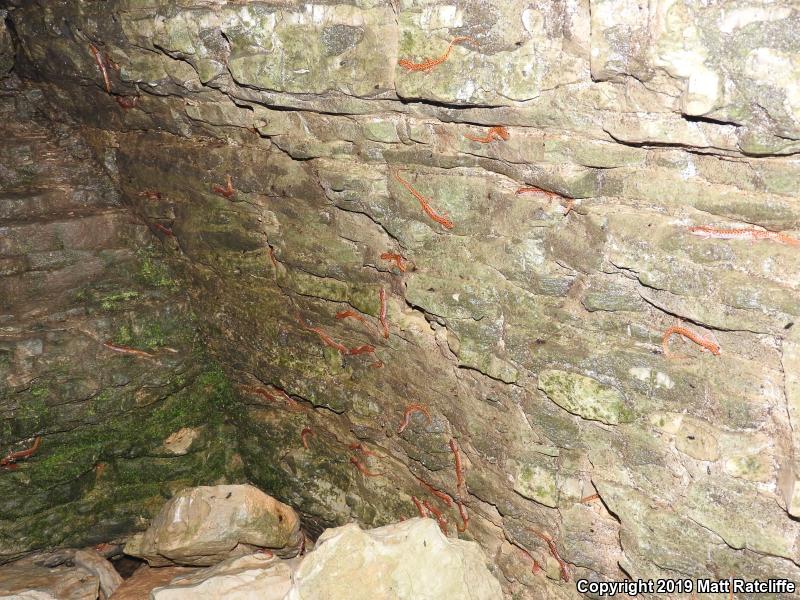 Cave Salamander (Eurycea lucifuga)