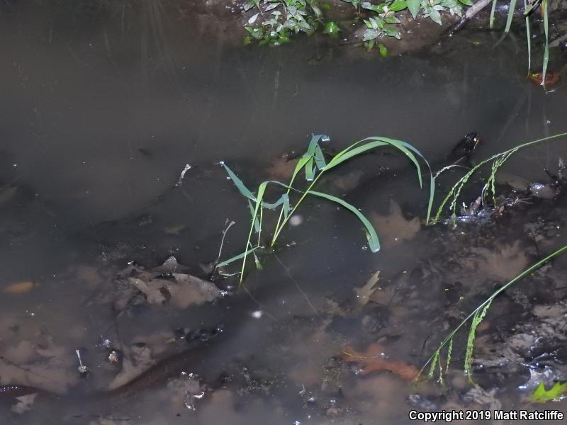 Yellow-bellied Watersnake (Nerodia erythrogaster flavigaster)