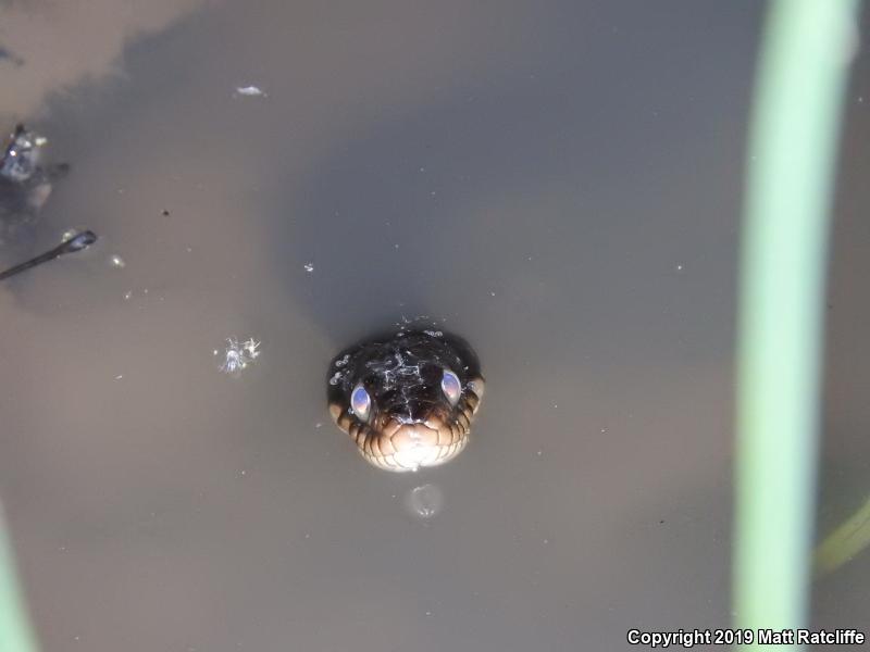 Yellow-bellied Watersnake (Nerodia erythrogaster flavigaster)