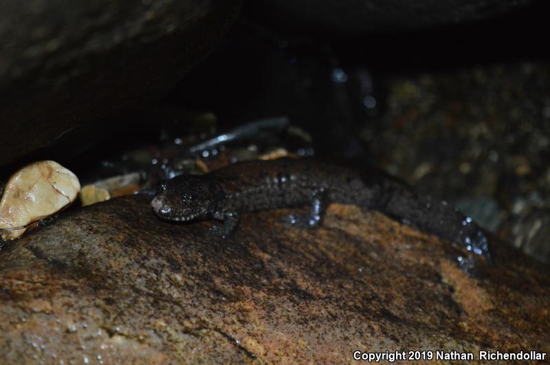 Black-bellied Salamander (Desmognathus quadramaculatus)