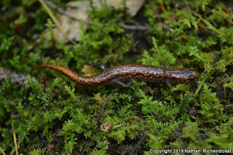 Carolina Mountain Dusky Salamander (Desmognathus carolinensis)