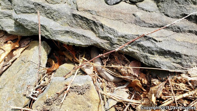 Northern  Copperhead (Agkistrodon contortrix mokasen)