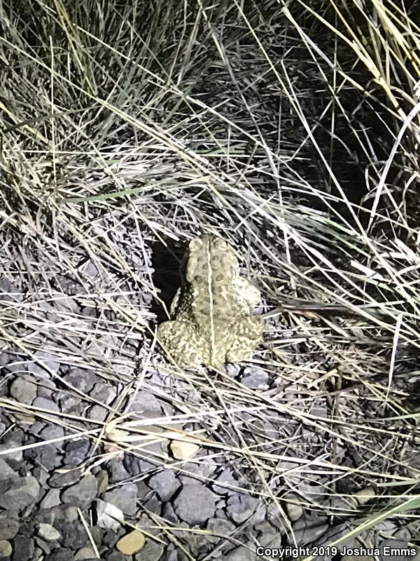 Woodhouse's Toad (Anaxyrus woodhousii woodhousii)