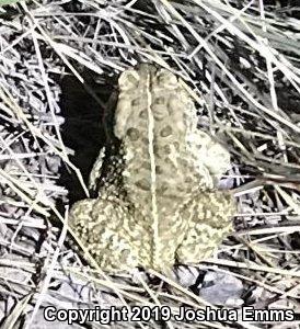 Woodhouse's Toad (Anaxyrus woodhousii woodhousii)