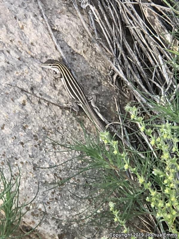 Plateau Striped Whiptail (Aspidoscelis velox)